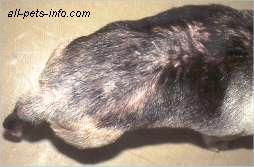 canine flea allergy dermatitis